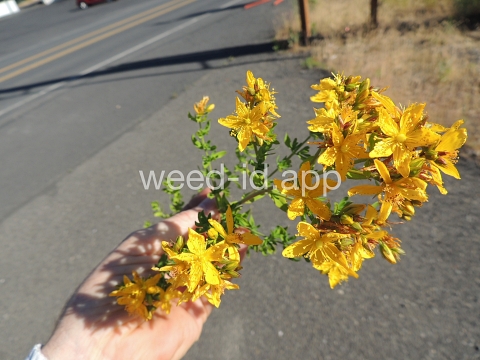 St. Johnswort, common